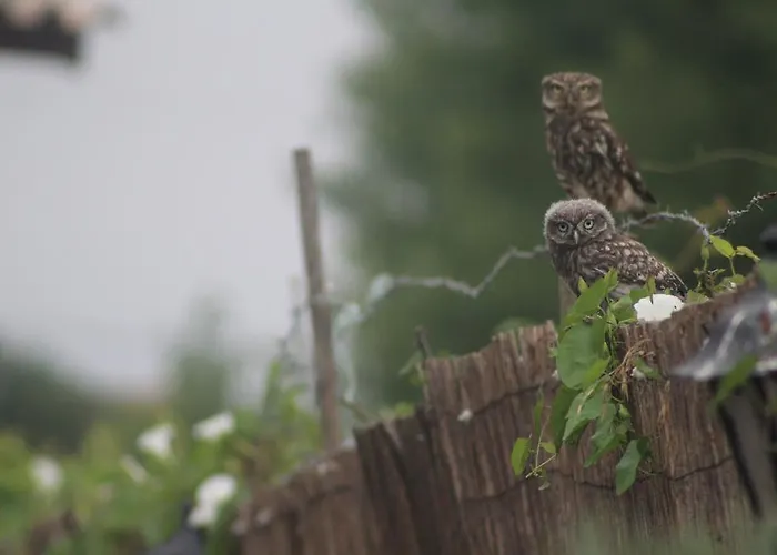 乡村民宿 磨坊农舍 *